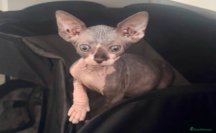 Sphynx cats - Advert 1