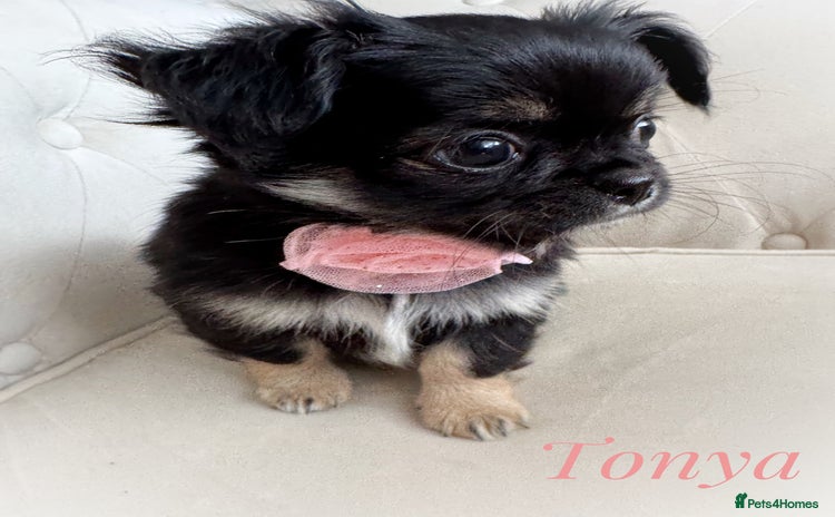 Chihuahua dogs - Advert 3