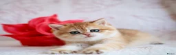 British Shorthair cats for sale: British shorthair available 🦁 - Advert 8