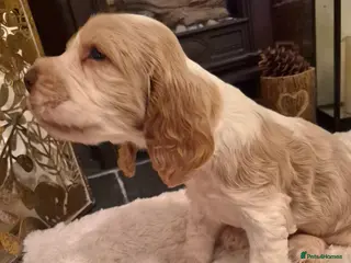 Cocker Spaniel dogs KC Reg,Health Tested, Show Cocker Spaniel Puppies - Advert 16