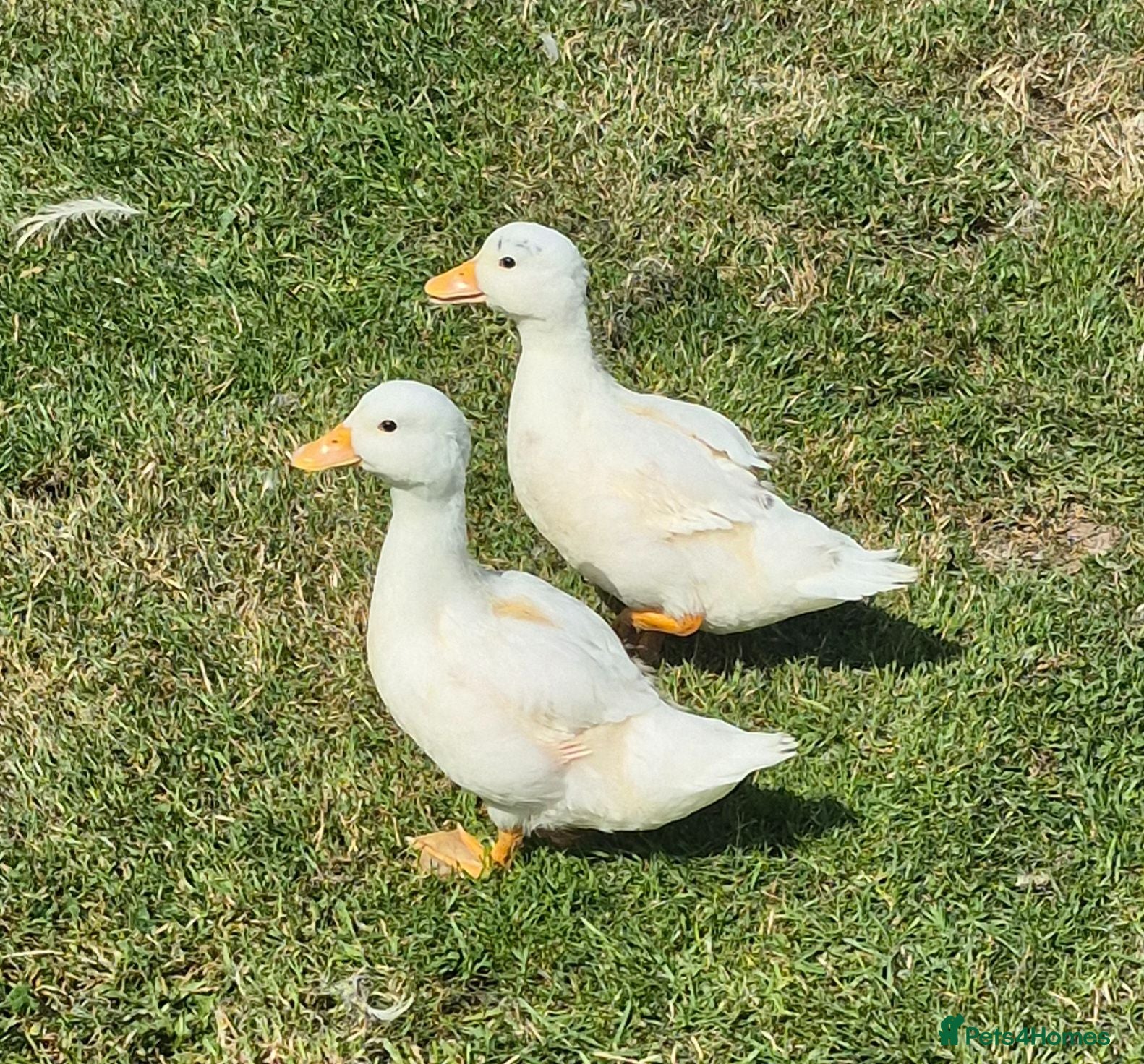 Ducks poultry 2 unsexed call ducks - Advert 2