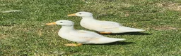 Ducks poultry for sale: 2 unsexed call ducks in Neath - Advert 1