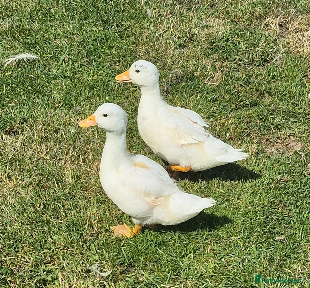 Ducks poultry for sale: 2 unsexed call ducks in Neath - Advert 1