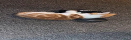 Mixed Breed cats for sale: Kitten for sale - Advert 3