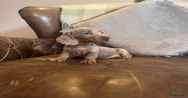 Miniature Dachshund dogs - Advert 16