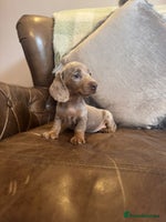 Miniature Dachshund dogs - Advert 6