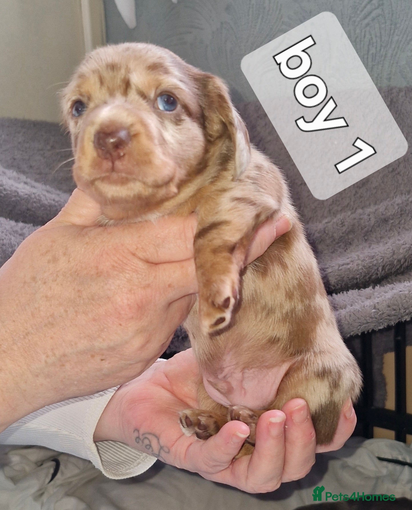 Dachshund dogs Miniature dauchshound  - Advert 1