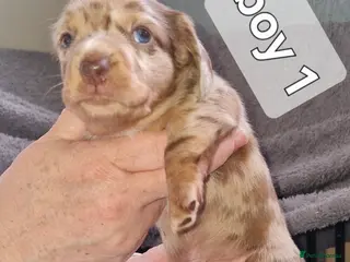 Dachshund dogs Miniature dauchshound - Advert 17