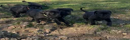 Cane Corso dogs for sale: READY TO LEAVE-AKC cane Corso puppies  - Advert 6