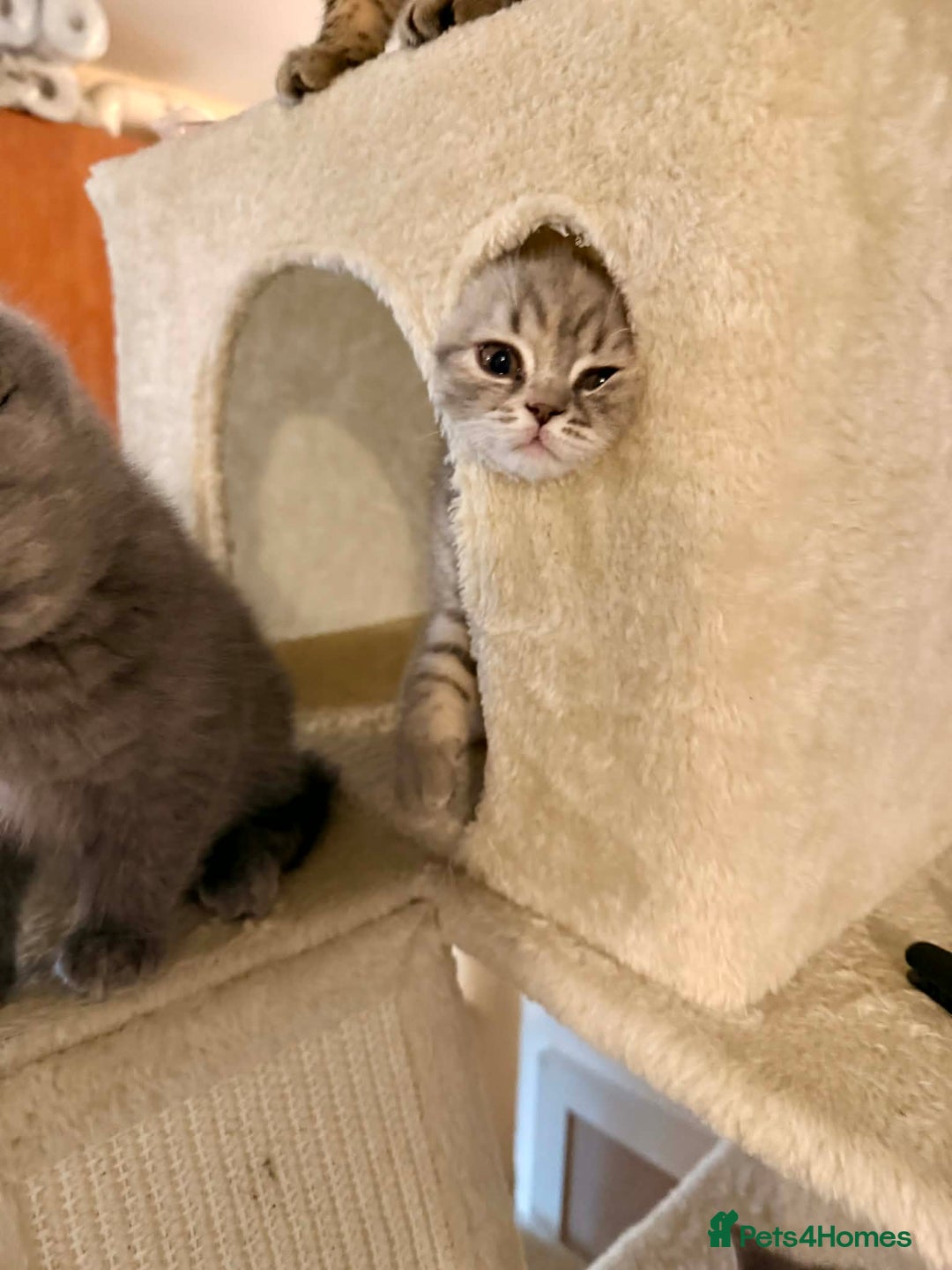 British Shorthair cats for sale: British Shorthair Kittens - Advert 8