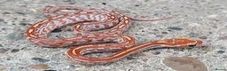 Corn Snake reptiles for sale: 2026 Corn Snake Hatchlings  - Advert 10