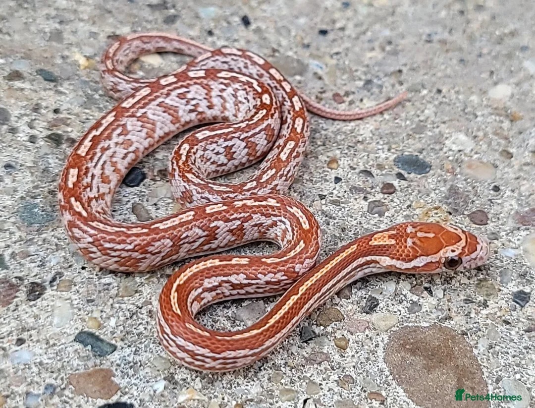 Corn Snake reptiles for sale: 2026 Corn Snake Hatchlings  - Advert 10