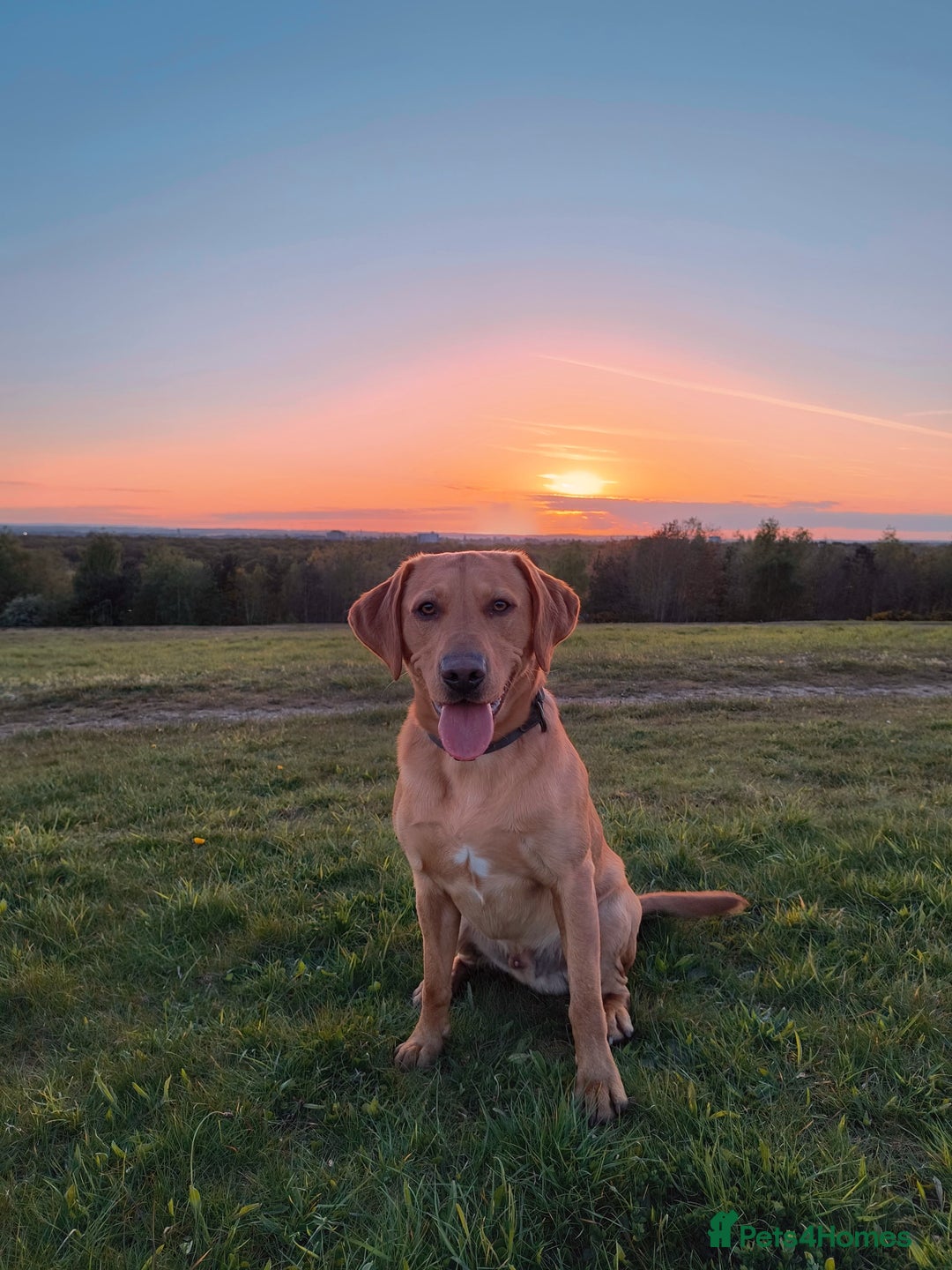 Labrador Retriever dogs for stud:  KC Registered Fox Red Labrador Retriever for stud in Doncaster - Advert 2