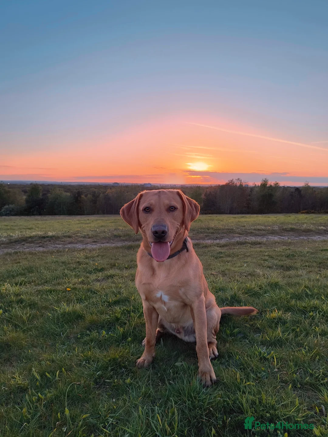 Labrador Retriever dogs for stud:  KC Registered Fox Red Labrador Retriever for stud in Doncaster - Advert 2