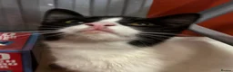 Mixed Breed cats for sale: Rescued cats and kittens - Advert 11