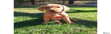 Labrador Retriever 1