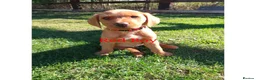 Labrador Retriever dogs for sale: Labrador Retriever puppies  - Advert 6