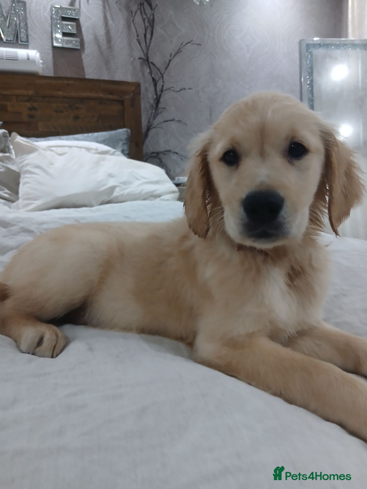 Golden Retriever dogs Ready to leave female true gold golden retriever - Advert 2