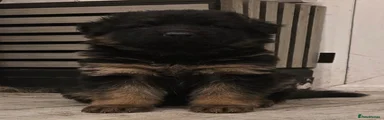German Shepherd 5