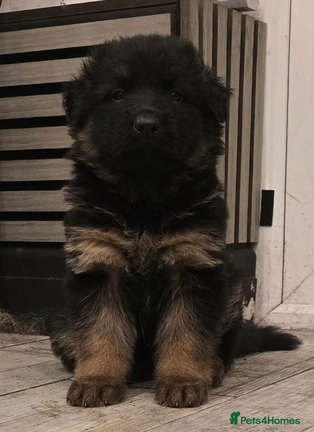 German Shepherd dogs for sale: German shepherd straigh back - Advert 17