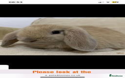 Mini Lop rabbits for sale: Vaccinated babies, wormed, flead ready now  - Image 16