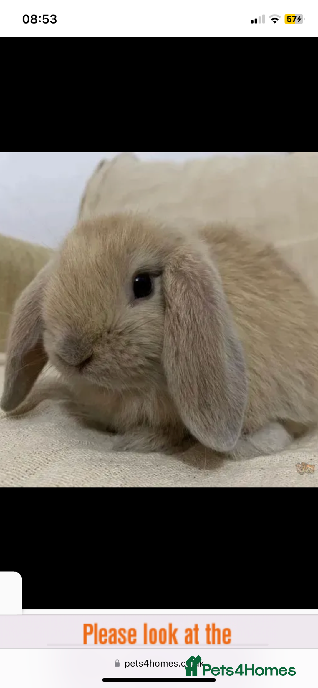 Mini Lop rabbits for sale: Vaccinated babies, wormed, flead ready now  - Image 16