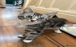 British Shorthair cats for sale: Kittens  - Image 8