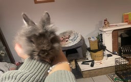 Lionhead rabbits for sale: Baby male lion head rabbit  - Image 3