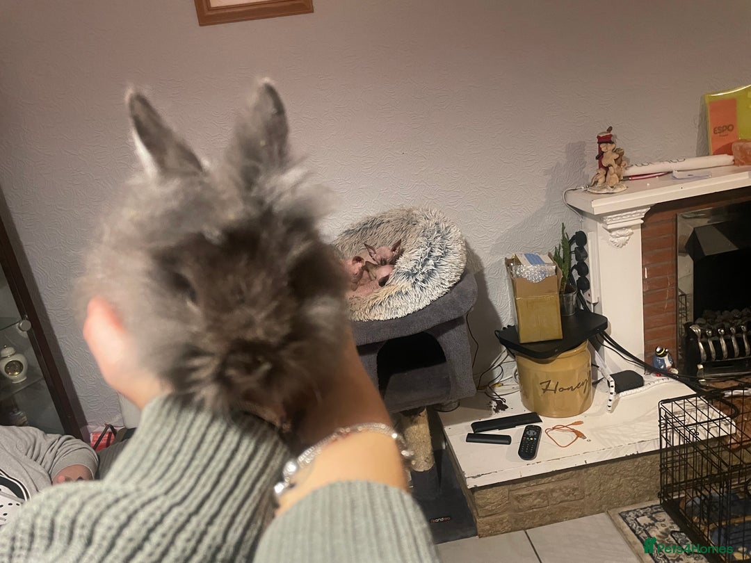Lionhead rabbits for sale: Baby male lion head rabbit  - Image 3