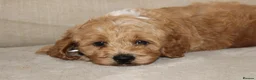 American Cocker Spaniel dogs for sale: American Cockapoo Puppies – Health Tested Parents - Advert 5