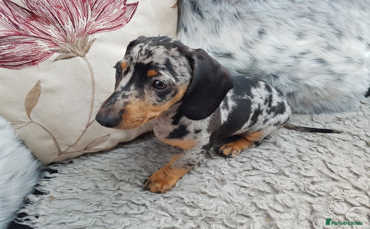 Dachshund dogs - Advert 5