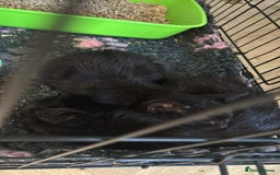 Mixed Breed cats for sale: Black kittens available. Small Donations.  - Image 2