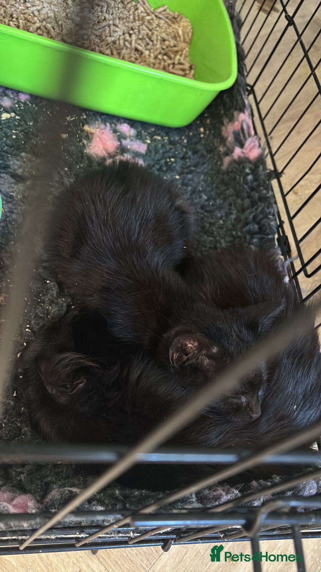 Mixed Breed cats for sale: Black kittens available. Small Donations.  - Image 2