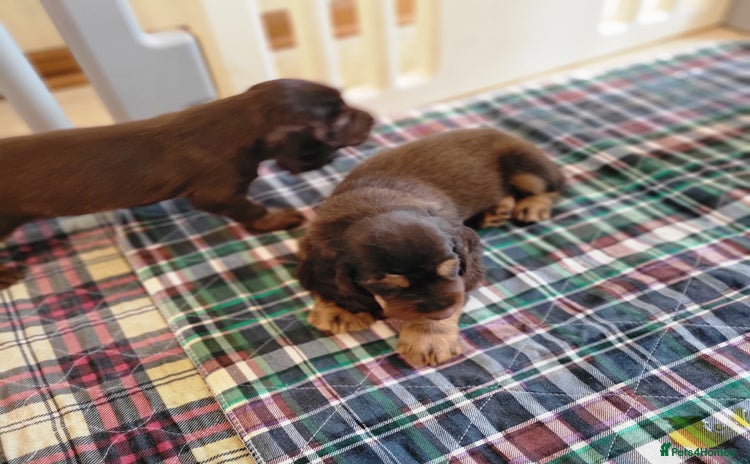 Field Spaniel dogs - Advert 1