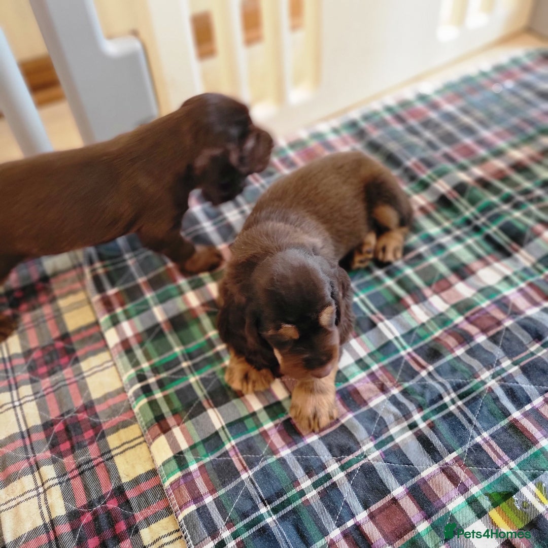 Field Spaniel dogs for sale: Field Spaniel Puppies for Sale – Lovable & Ready! - Image 1