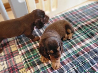 Field Spaniel dogs for sale - Advert 1