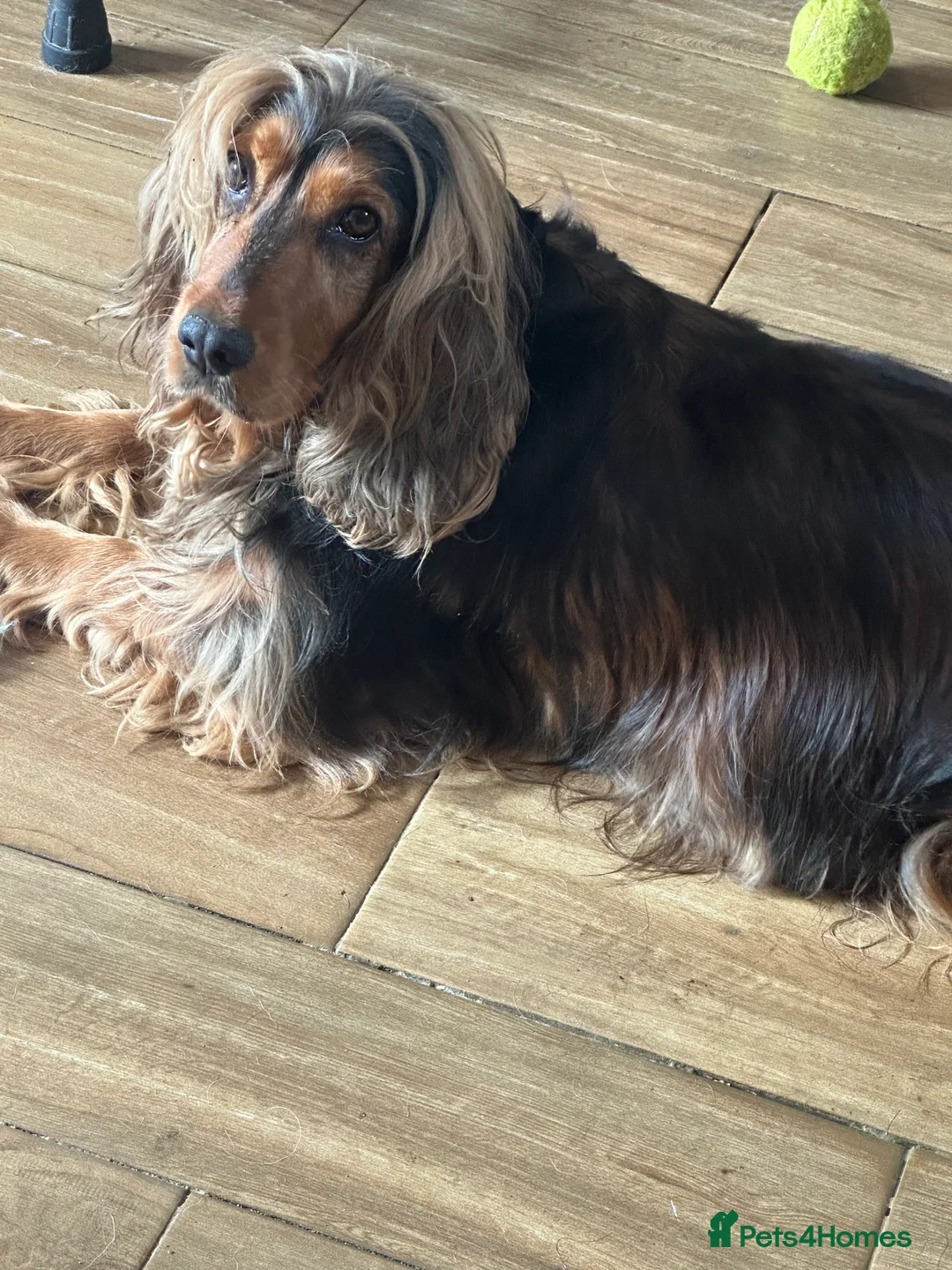 Cocker Spaniel dogs for sale: Stunning sable show girl - Advert 2