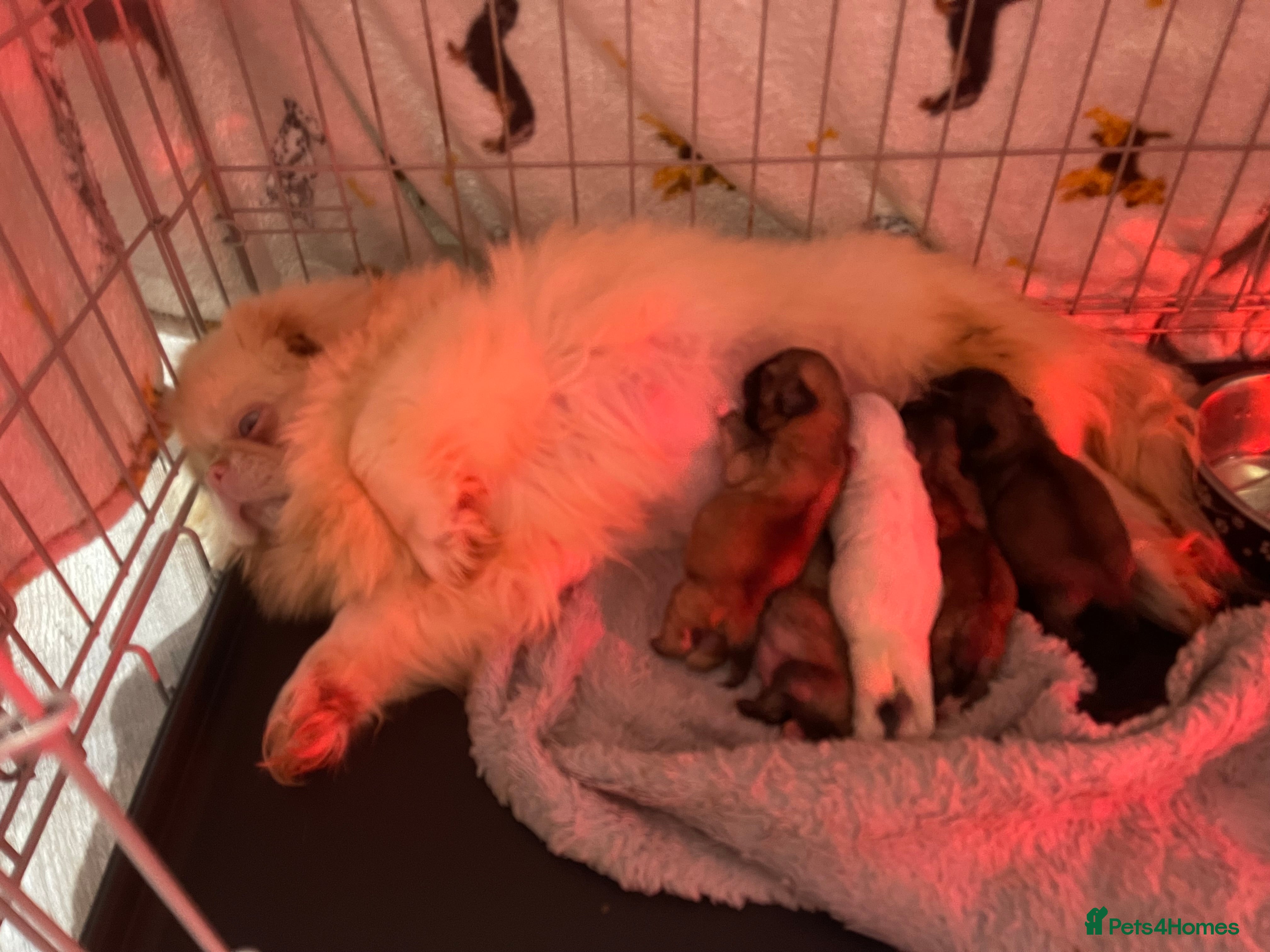 Pekingese dogs Top Quality Pekingese puppies  in Rugby - Advert 1