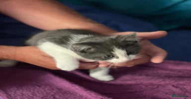 Mixed Breed cats - Advert 12