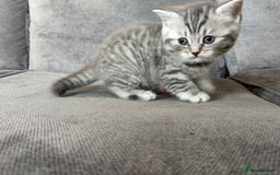 British Shorthair cats for sale: Stunning British Shorthair Kittens For Sale - Image 24