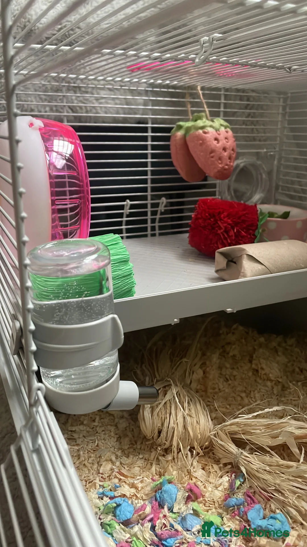 Hamster rodents for sale: Female hamster  in Wokingham - Advert 2