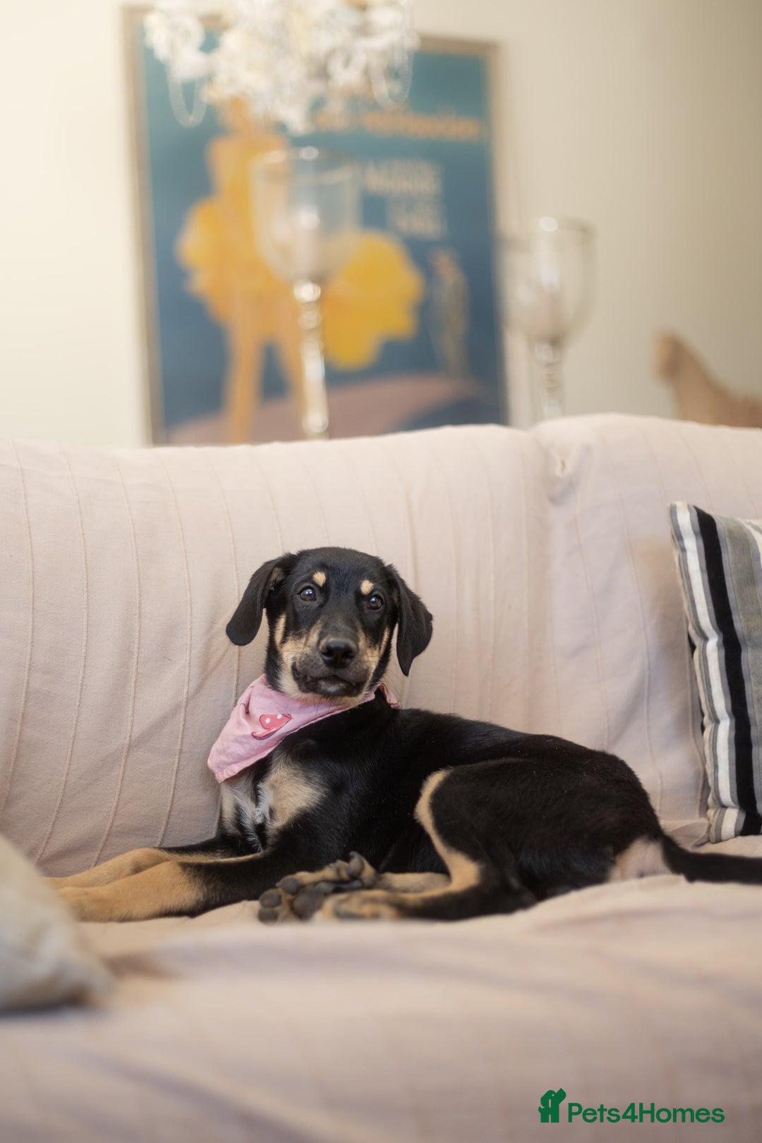 Mixed Breed dogs for adoption: Sweet Stella - Image 1