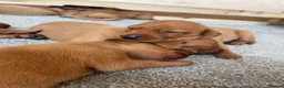 Labrador Retriever dogs for sale: Dark Fox Red Labrador 1 MALE LEFT🏡 KC Registered - Advert 20