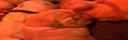 Mixed Breed dogs for sale: ☘️🐾Golden Irish puppies available ☘️🐾 - Advert 26