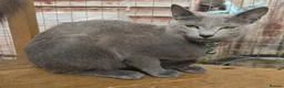Russian Blue cats for sale: Champion Sired Registered Russian Blue Kittens - Advert 7