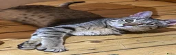 Savannah cats for sale: FULL PEDIGREE SAVANNAH girl KITTEN F5 SBT - Advert 12