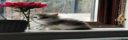 British Longhair cats for sale: Beautiful British long hair mix kittens - Advert 2