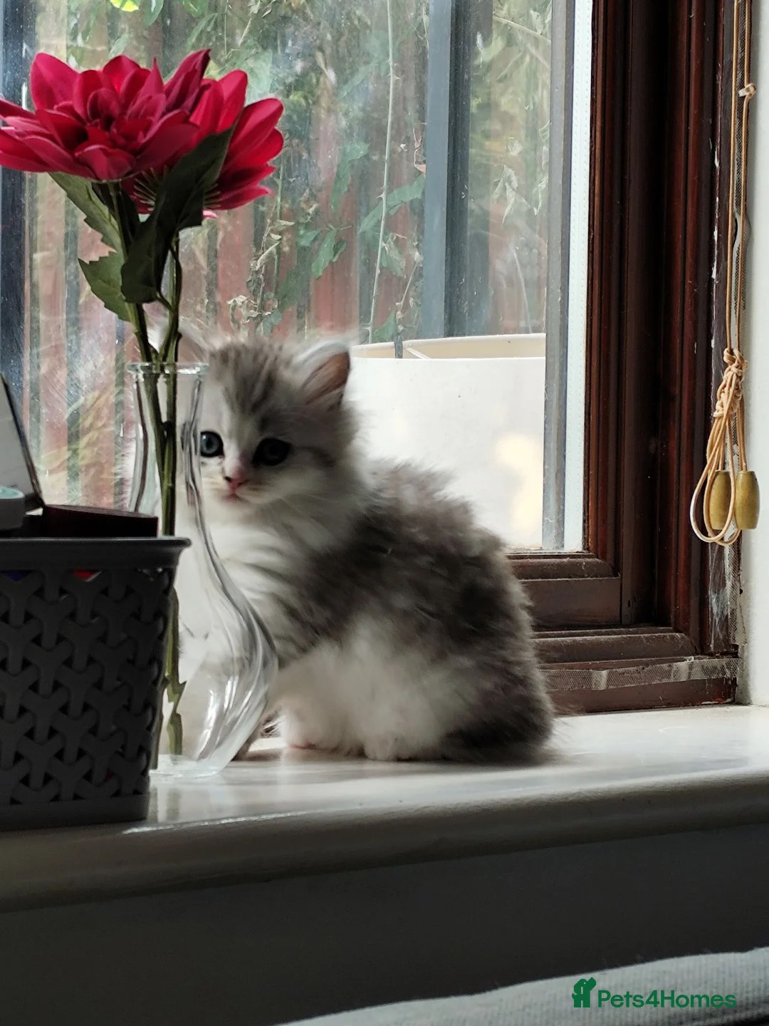 British Longhair cats for sale: Beautiful British long hair mix kittens - Advert 2