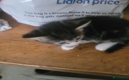 British Longhair cats for sale: Kittens  - Image 5