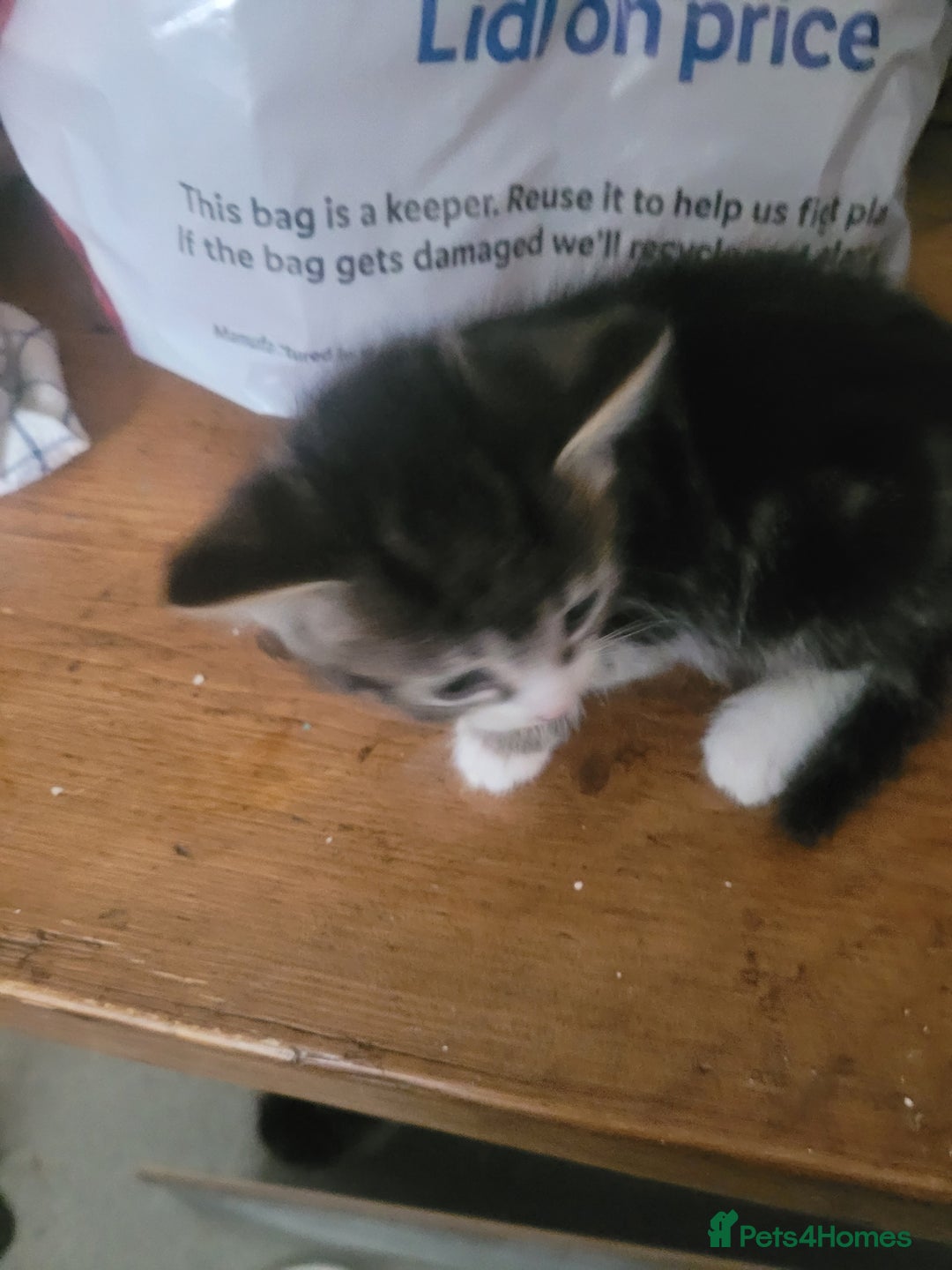 British Longhair cats for sale: Kittens  - Image 5